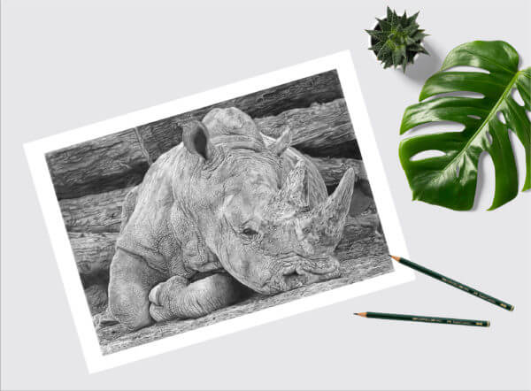 Rhino pencil drawing print