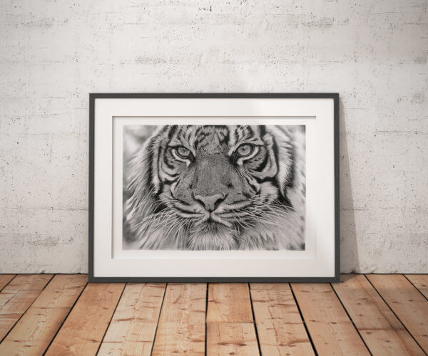 Black and white tiger art print