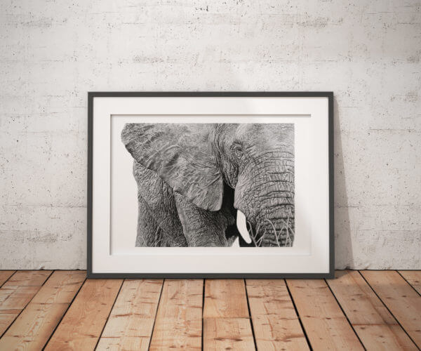 African Elephant wildlife art drawing | Elephant Art print