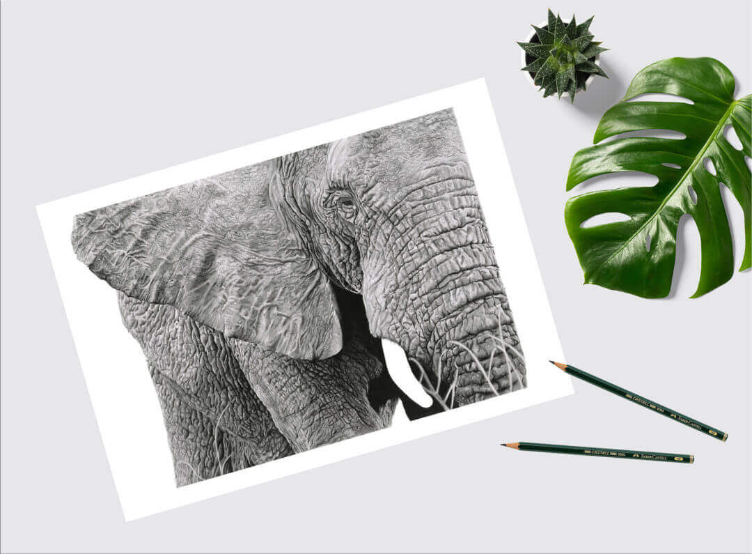 CLOSE UP | ELEPHANT PRINT - Jess Ridley Art