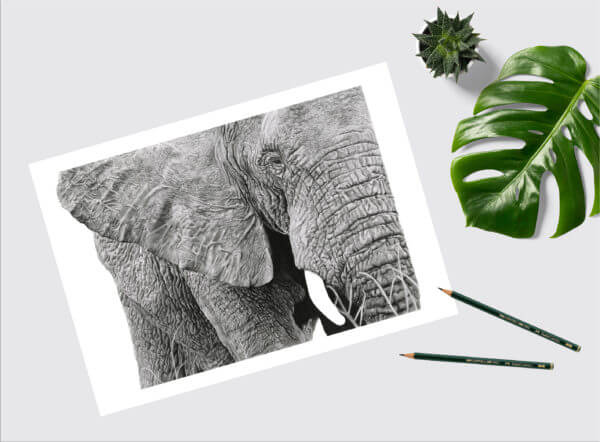 Black and white elephant drawing | elephant art print