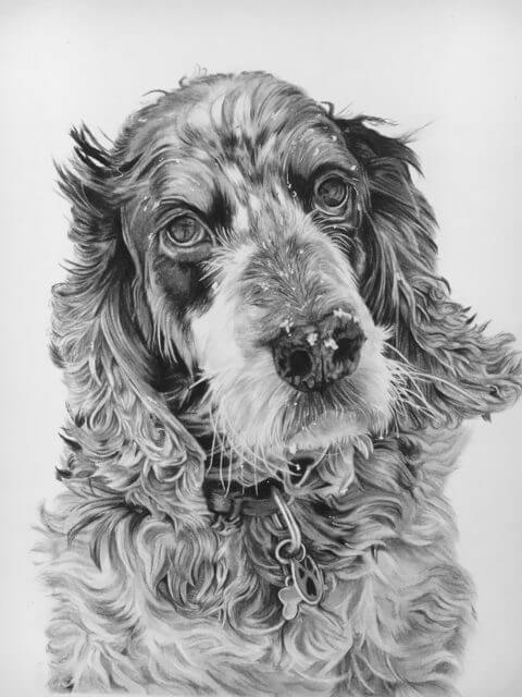 Archie Dog Pet Portrait