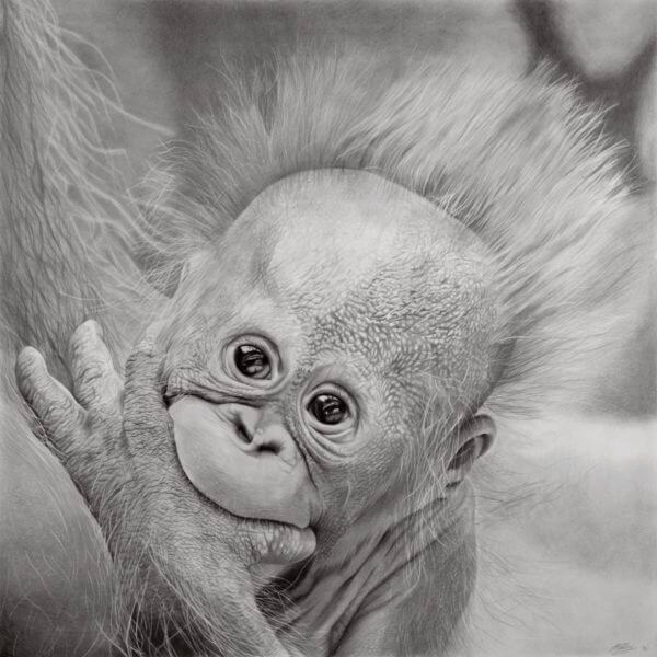 Hope | Baby Orangutan Drawing | Orangutan Fundraiser Art Print