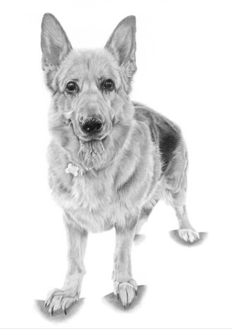 Cassie | Pet Portrait | Alsatian portrait