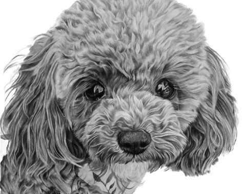 Maltipoo Pet Portrait