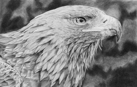 'Sharp' | Eagle Artwork | Original Wildlife Art