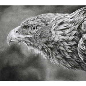 'Focus' | Eagle Artwork | Original Wildlife Art