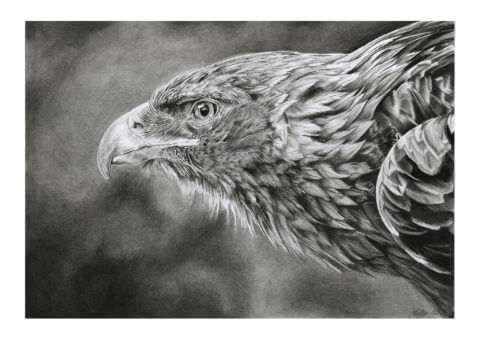 'Focus' | Eagle Artwork | Original Wildlife Art