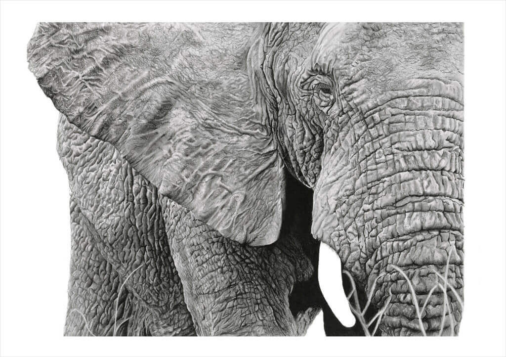 CLOSE UP | ELEPHANT PRINT - Jess Ridley Art