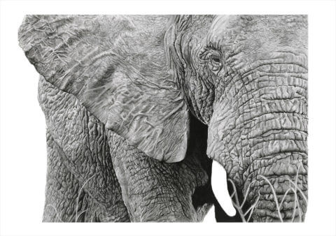 'Close Up' | Elephant Art Print | Original Wildlife Art