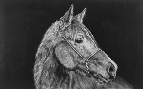 Ed | Horse portrait