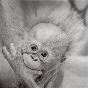 Baby orangutang wall art