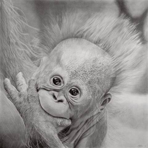 'Hope' | Orangutang Artwork | Original Wildlife Art