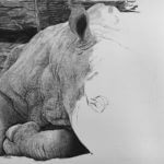 Wildlife Artist of the Year 2020 Finalist