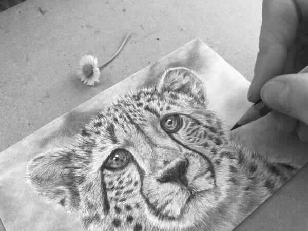 Cheetah Graphite Postcard art