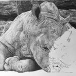 Wildlife Artist of the Year Finalist