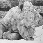 Wildlife Artist of the Year Finalist