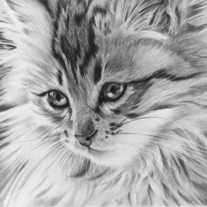 Cat portrait | Kitten picture | Pet portrait artist