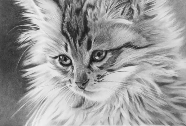 Cat portrait | Kitten picture | Pet portrait artist