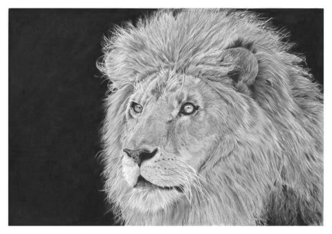 'Proud' | Lion Artwork | Original Wildlife Art