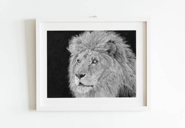 African lion hand drawn sketch. Wildlife artwork