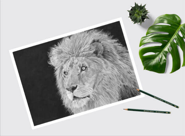 Lion wildlife art sketch| Lion wall picture