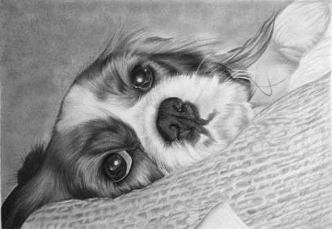 Maisie | King Charles Spaniel Portrait | Pet portrait