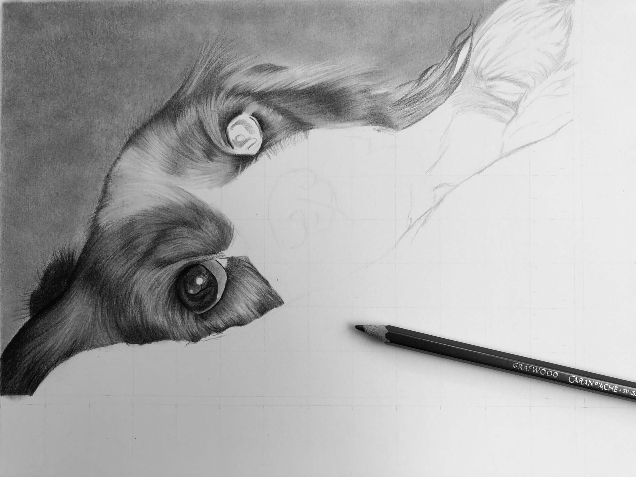 Drawing pet portraits