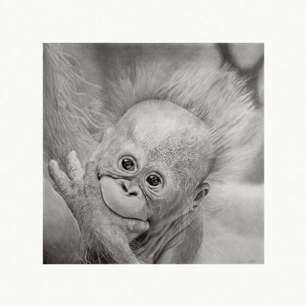 Wildlife orangutang ape artwork. Baby Monkey sketch