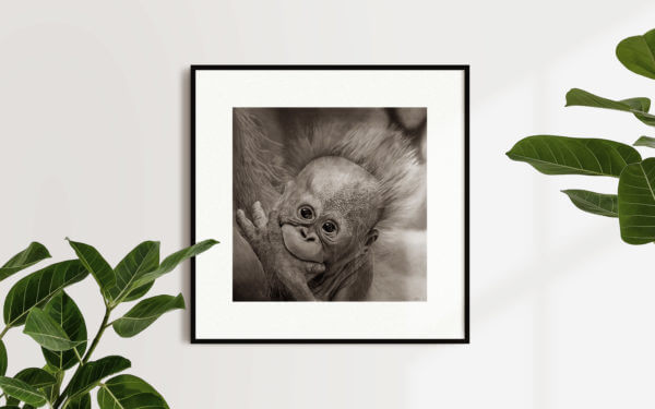 Original wildlife sketch | Baby Orangutan art work