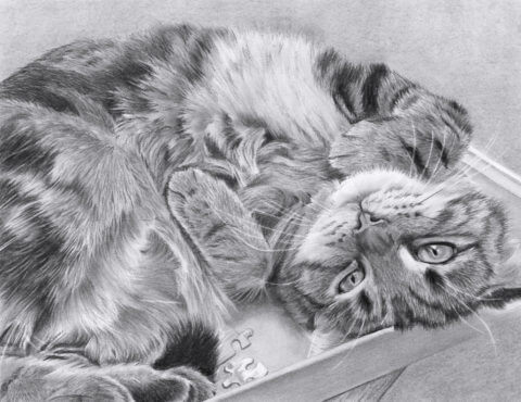 Cat Pet Portrait