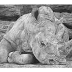 'Heavy Sleeper' | Rhino Artwork | Original Wildlife Art