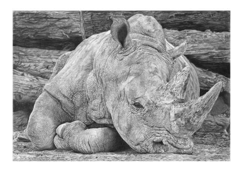 'Heavy Sleeper' | Rhino Artwork | Original Wildlife Art