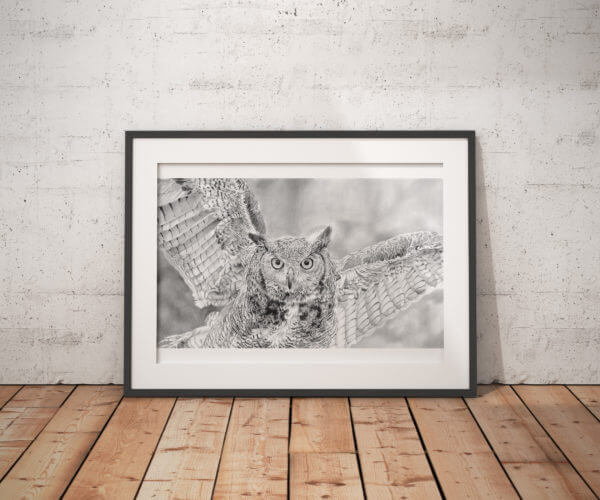 Black and white owl print | Bird picture