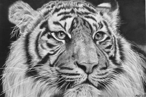 'Elegance' | TigerArtwork | Original Wildlife Art