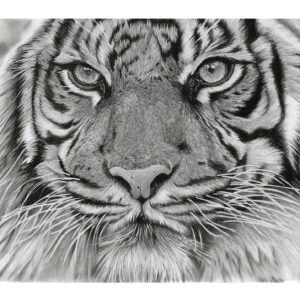 'Intention' | Tiger Artwork | Original Wildlife Art