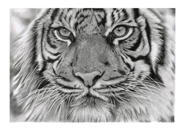 'Intention' | Tiger Artwork | Original Wildlife Art