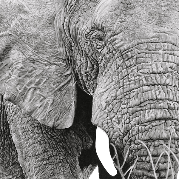 Wildlife Animal Art - Prints