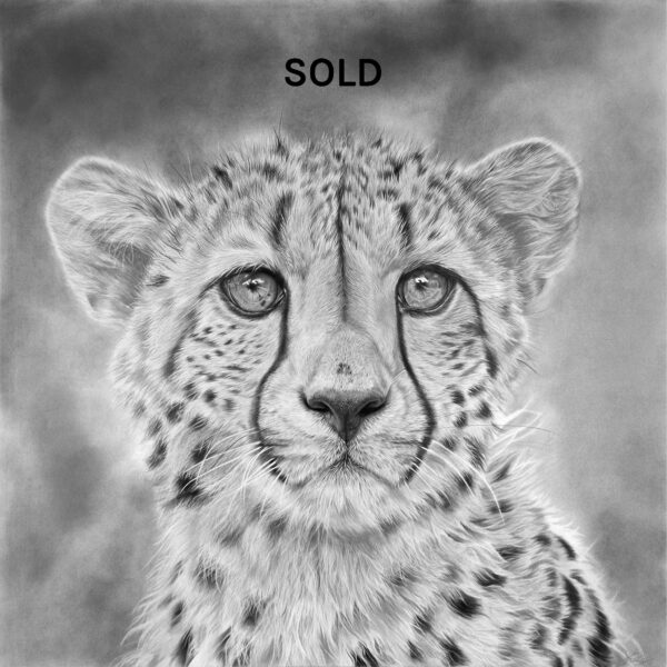 original cheetah drawing