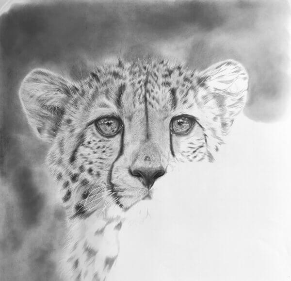 Black and white cheetah drawing