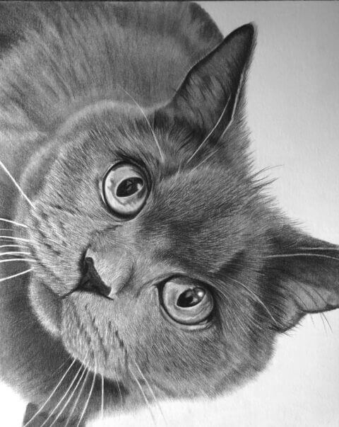Nero | Black and white Cat Portrait | Pet portrait