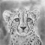 Cheetah drawing progress