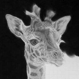 DRAWING GIRAFFE