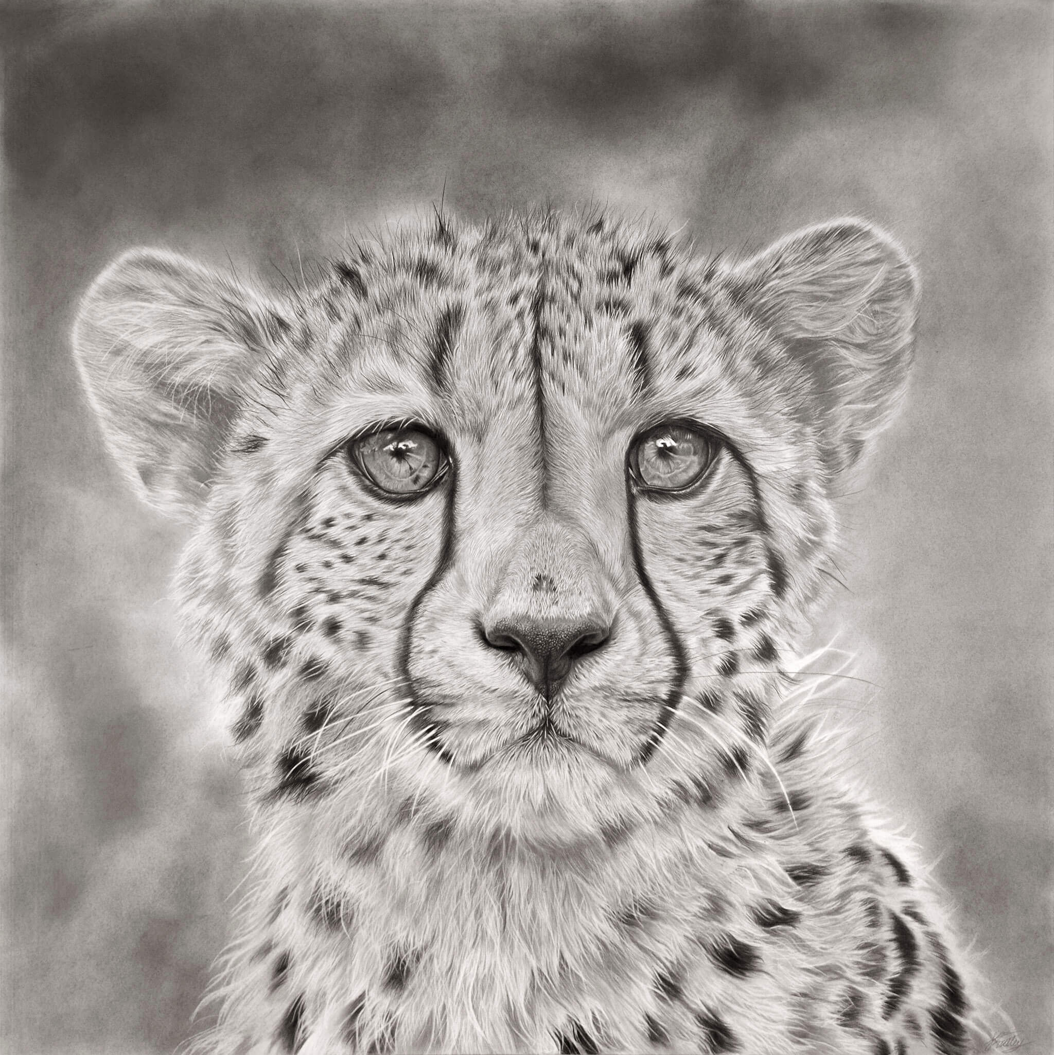 Black And White Cheetah Drawing