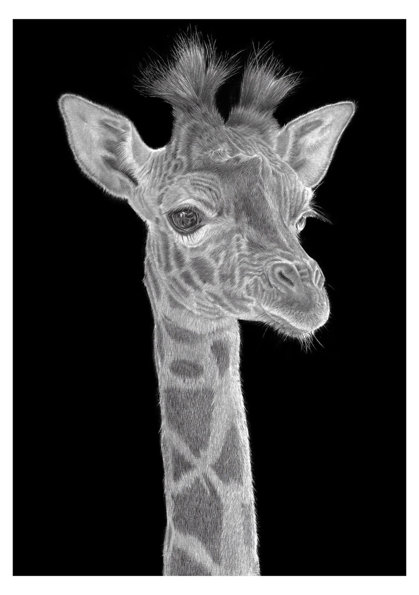 Wildlife Art Gallery - Jess Ridley Art