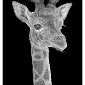Giraffe print | Original giraffe art drawing