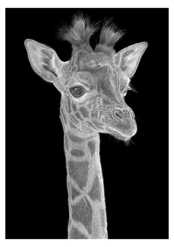 Giraffe print | Original giraffe art drawing