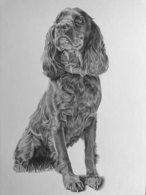 Spaniel Pet Portrait