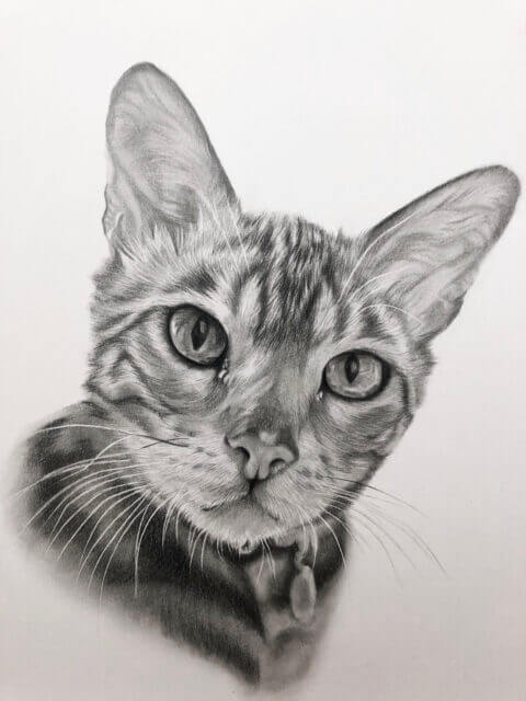 Cat Pet Portrait