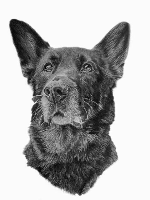 German Shepherd dog art